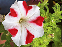 P5228888 Petunienblüte.webp