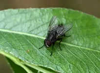 P5228785 Fliege.webp