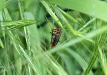 P5228804 Käfer.webp