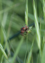 P5228816 Käfer.webp