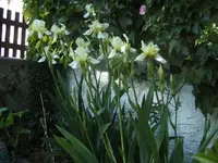 BILD0450.webp