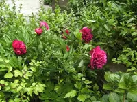BILD0484.webp