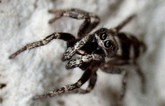 P5228921 Springspinne.webp