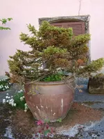 DSCF9386.webp