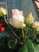 DSCF3042.webp