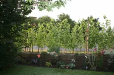 Garten (6).webp