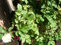 DSCN2547.webp