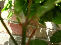 DSCN2550.webp