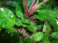 DSCN2533.webp