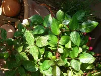 DSCN2548.webp