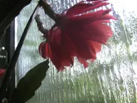 BILD0466.webp