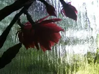 BILD0465.webp