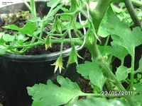 BILD5730.webp