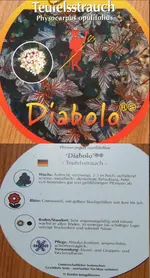 Rotbl. Blasenspiere DIABOLO Teufelsstrauch.webp