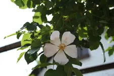 Rosengigant Blüte 3kl.webp