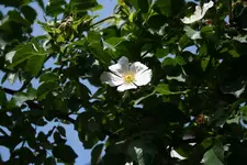 Rosengigant Blüte 1kl.webp