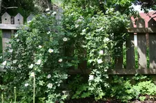 wilde Rose hinter Spielhaus kl2.webp