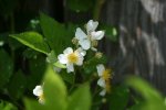 wilde Rose am Zaun blüte kl.jpg