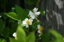 wilde Rose am Zaun blüte kl.webp