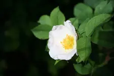 wilde Rose hinter Spielhaus  blüte kl2.webp