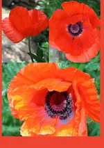 Mohn Coolage kl.webp