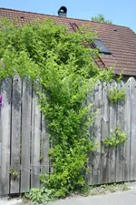 wilde Rose am Zaun kl.webp