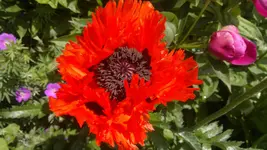 Handyuploard15.1.2011 209.webp