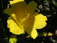 IMG_green flutter1_1067x800.webp