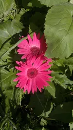 Handyuploard15.1.2011 213.webp