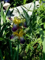 SDC13655-1.webp