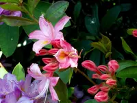 SDC13665.webp