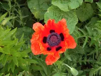 DSCF0403.webp