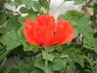 DSCF0404.webp