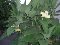 CIMG2590.webp