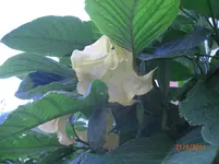 CIMG2591.webp