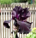 Iris-dunkel.webp