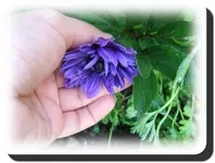 anemoneblau.webp
