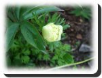 anemoneweiss.jpg