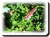 lupinen2blueten.webp