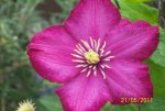 Clematis 1.jpg