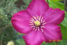 Clematis 1.webp