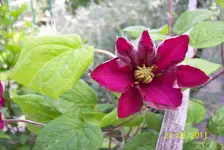 Clematis 2.webp