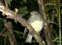 Robin v.webp