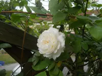 DSCN0738.webp