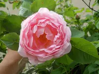 DSCN0745.webp