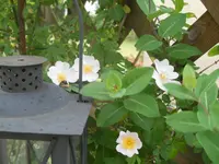 DSCN0746.webp
