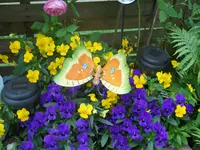 DSCN0739.webp