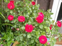 DSCN0740.webp