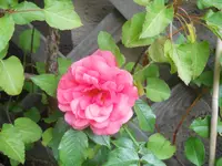 DSCN0741.webp