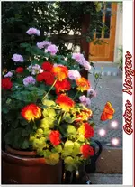 Sonnige Geranie.webp